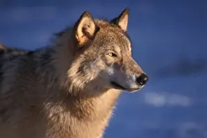 gray wolf, Canis lupus, in the foothills of the Takshanuk mountains, northern southeast