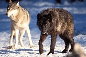 Wolf Prints: gray wolf, Canis lupus, a gray and a black wolf together in the foothills of
