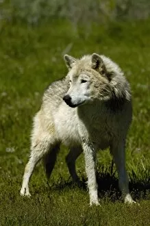 Images Dated 25th May 2005: Gray Wolf (Canis lupus) also known as Timber Wolf. Bear World, Wyoming. USA