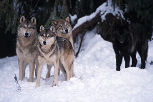 gray wolf, Canis lupus, pack in the foothills of the Takshanuk mountains, northern