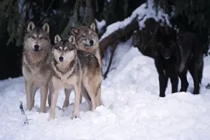 Pack Prints: gray wolf, Canis lupus, pack in the foothills of the Takshanuk mountains, northern