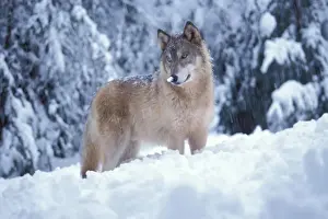 Wolf Prints: gray wolf, Canis lupus, in the snowy foothills of the Takshanuk mountains, northern