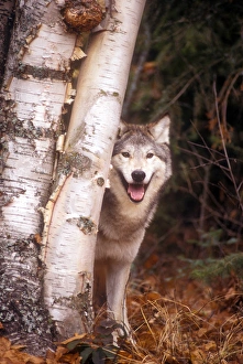 Fierce Prints: Gray wolf in a forest