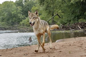Minnesota Prints: Gray Wolf running, Canis lupus (Controlled Situation) Minnesota