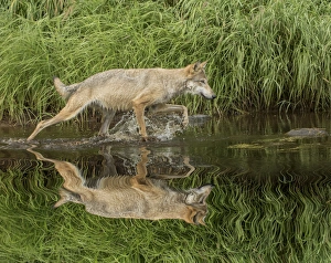 Gray Wolf running through water, Canis lupus (Controlled Situation) Minnesota