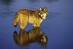 Wolf Prints: Gray Wolf or Timber Wolf, Canis lupis