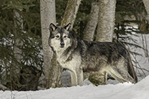 Images Dated 8th February 2016: Gray Wolf or Timber Wolf, (Captive Situation) Canis lupis, Montana