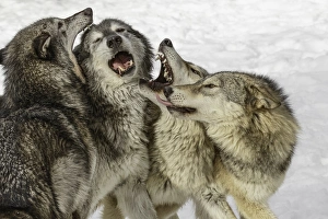 Pack Prints: Gray Wolf or Timber Wolf, (Captive Situation) Canis lupis, Montana
