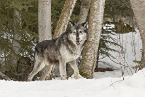 Gray Wolf or Timber Wolf, (Captive Situation) Canis lupis, Montana