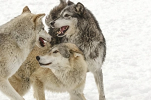 Gray Wolf or Timber Wolf, (Captive Situation) Canis lupis, Montana