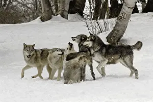 Pack Prints: Gray Wolf or Timber Wolf, (Captive Situation) Canis lupis, Montana