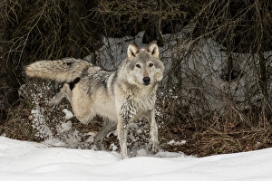 Gray Wolf or Timber Wolf marking territory in winter, (Captive Situation) Canis lupis