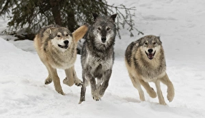 Images Dated 31st January 2016: Gray Wolf or Timber Wolf, pack behavior in winter, (Captive Situation) Canis lupis