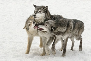 Pack Prints: Gray Wolf or Timber Wolf, pack behavior in winter, (Captive Situation) Canis lupis