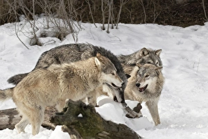 Images Dated 31st January 2016: Gray Wolf or Timber Wolf, pack behavior in winter, (Captive Situation) Canis lupis
