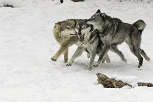 Pack Prints: Gray Wolf or Timber Wolf, pack behavior in winter, (Captive Situation) Canis lupis