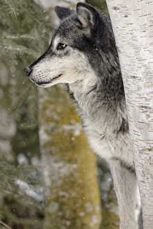 Canis Lupis Prints: Gray Wolf or Timber Wolf in winter, (Captive Situation) Canis lupis, Montana