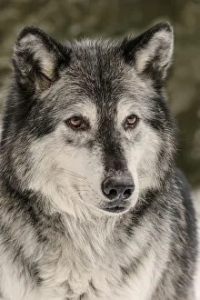 Canis Lupis Prints: Gray Wolf or Timber Wolf in winter, (Captive Situation) Canis lupis, Montana