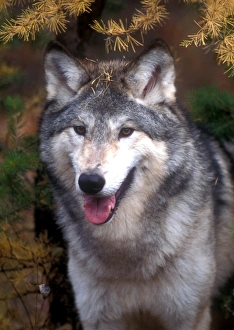 Fierce Prints: Gray wolf under a tree