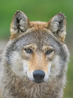 Wolf Prints: Gray wolf in the wildlife center (Hortobagyi Vadaspark) of the National Park Hortobagy