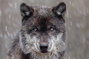 Carnivore Prints: Gray wolf in winter with falling snow