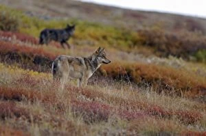 gray wolves, Canis lupus, looking for prey on fall tundra in Denali National Park