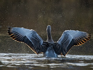 Prints of Graylag Goose (Anser anser), probably the ancestor of the domesticated geese. Germany, Bavaria, Munich Images Dated 2024 October: Graylag Goose (Anser anser), probably the ancestor of the domesticated geese