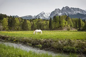 Cottage Prints: Grazing horse in pasture in Bavarian Alps with snow