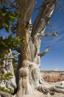 Great Basin Bristlecone Pine, Pinus longaeva, at Cedar Breaks National Monument, Utah