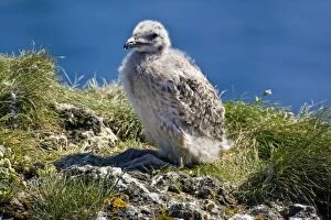 A Great Black-backed Gull chick. Snaefellsness peninsula in western Iceland