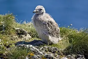 Gull Prints: A Great Black-backed Gull chick. Snaefellsness peninsula in western Iceland