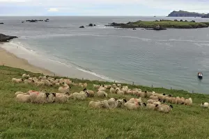 Creature Prints: Great Blasket Island. County Kerry. Ireland. Sheep