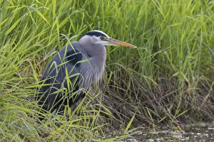 Stalking Prints: Great blue heron