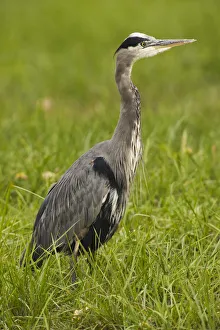 Rick A Brown Prints: Great Blue Heron
