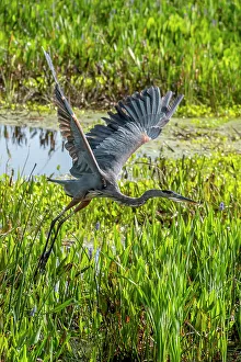 Ardeidae Prints: Great blue heron