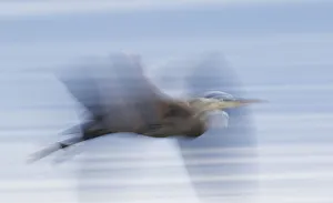 Heron Prints: Great Blue Heron; abstract flight