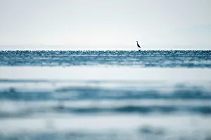 Distant Prints: Great blue heron, Adea herodias, Boundary Bay, British Columbia