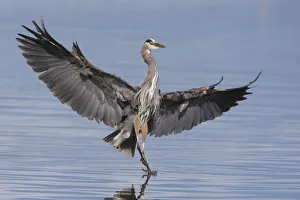 Dancing Prints: Great blue heron alighting