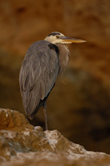 Images Dated 2nd July 2006: Great blue heron (Ardea herodias). Tagus Cove, Isabela Island. GALAPAGOS. ECUADOR