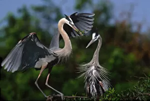 Images Dated 10th March 2006: Great Blue Heron (Ardea herodias) courtship ritual. USA, Florida, Venice