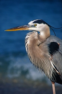 Images Dated 10th March 2006: Great Blue Heron (Ardea herodias) in breeding plumage. USA, Florida, Sanibel Island