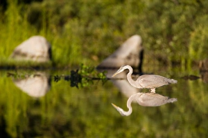 Wading Bird Prints: A great blue heron, Ardea herodias, feeds in Katahdin Lake near Maines Baxter