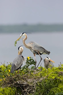 Images Dated 7th April 2015: Great Blue Heron (Ardea herodias)