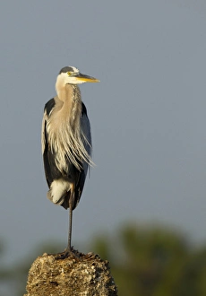 Rest Prints: Great blue heron, Ardea herodias, Viera wetlands, Florida