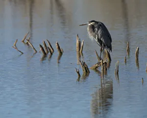 Images Dated 19th November 2015: Great blue heron, Ardea herodias, Bosque del Apache NWR, New Mexico