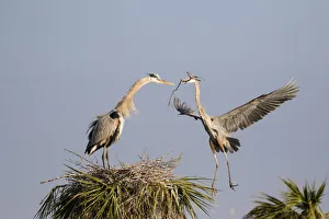 Great Blue Heron (Ardea herodias) male bringing stick to female at nest site Great Blue Heron (Ardea herodias) male bringing stick to female at nest site