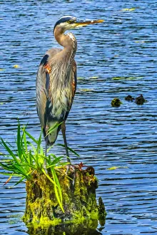Great blue heron (Ardea herodias), Juanita Bay Park, Kirkland, Washington State