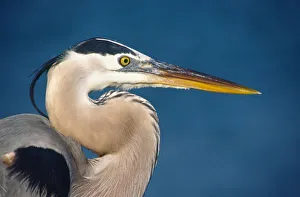 Great Blue Heron (Ardea herodias). USA, Florida, Sanibel Island