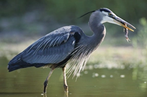 Great Blue Heron, Ardea herodias, adult in pond with catfish, Starr County, Rio Grande Valley