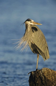 Rockport Prints: Great Blue Heron, Ardea herodias, adult, Rockport, Texas, USA, March 2001